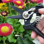 Blumen und Floristenschere N-25